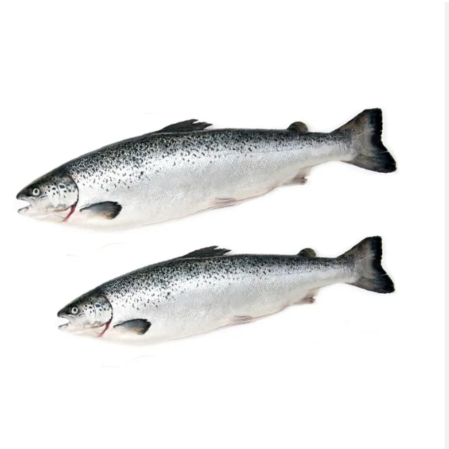 IQF Atlantic Salmon Fillet Frozen Pink Skinless Boneless Water Preserved Top Grade 10kg Packaged in Bag Box - Image 4