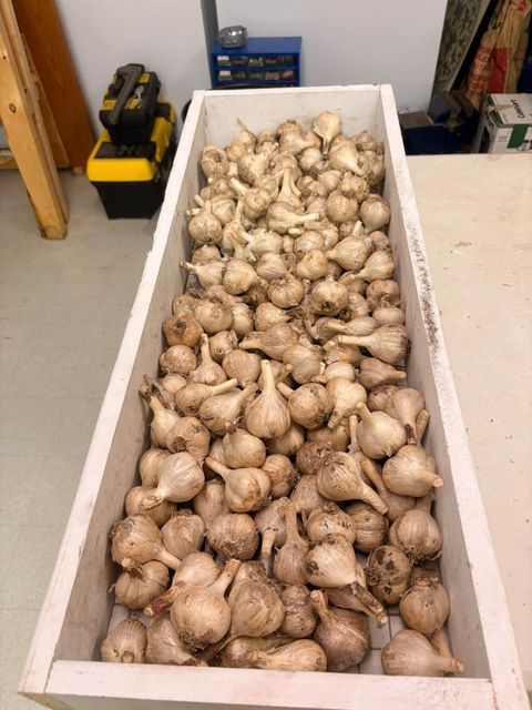 Wholesale China Premium Quality New Fresh Vegetables Garlic With Cheap Price - Image 4