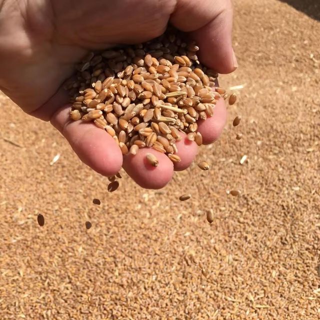 Organic First Grade Wheat Seeds in 50 Kg Bag Natural Wholegrain - Image 4