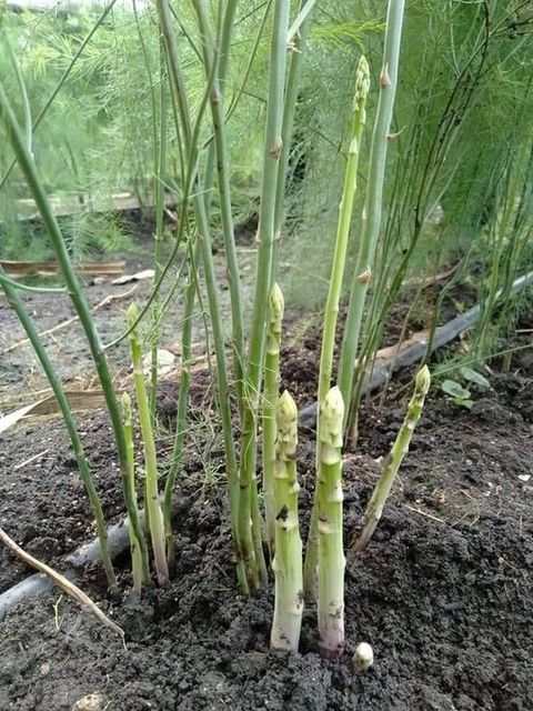 Wholesale Fresh Asparagus Grade A OEM Support Customized Size Weight Package from Thailand Organic Premium Product s - Image 4