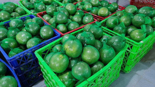 Hot Season Fresh Pomelo Honey/ Grape Fruit Green Skin Best Price In Bulk - Image 4