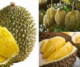 The Best Fresh Durian , Tropical Fruit, fresh durian fruit for sale Organic fruits Organic Packed In Box Vietnam Manufacturer - Image 4