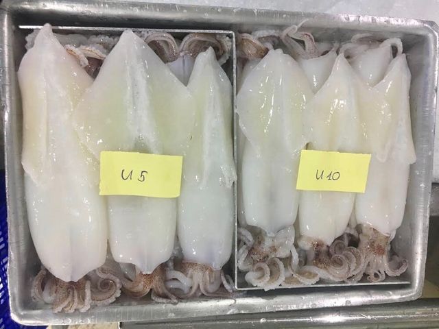 Best quality frozen whole squid cleaned for wholesale to export - Image 5