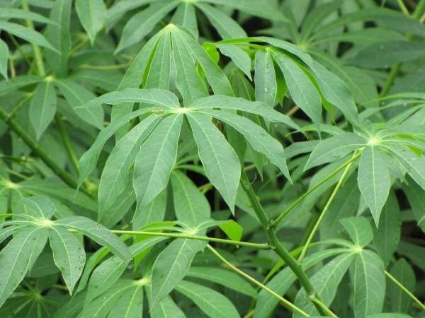 Wholesale Cheap Price OEM Organic Sliced Frozen Cassava Frozen Cassava Leaf High Quality best price for Export - Image 2