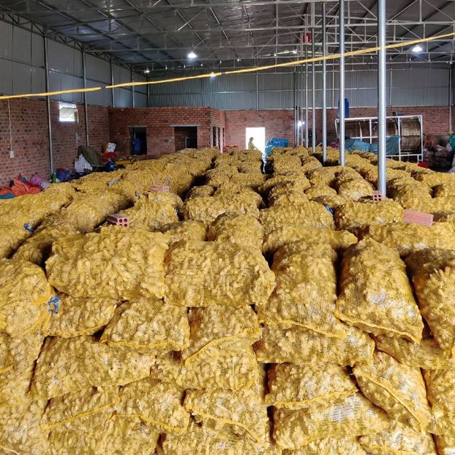 New 2023 Crop Vietnam Fresh Ginger Vietnam Spices Old Ginger 250g Ready For Delivery OEM Service - Image 5