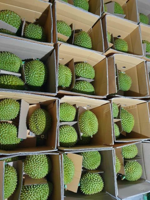 Wholesaler Fresh Durians Monthong Fresh Durian Flesh , Thai fruit Organic Packed In Box Vietnam Manufacturer, King Durian - Image 5