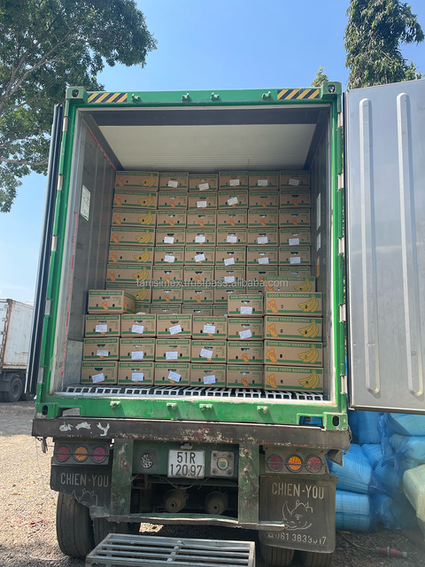 Get Your Fresh Bananas Exported: Find the Best Fruit & Cavendish Banana Export Services Today - Image 5