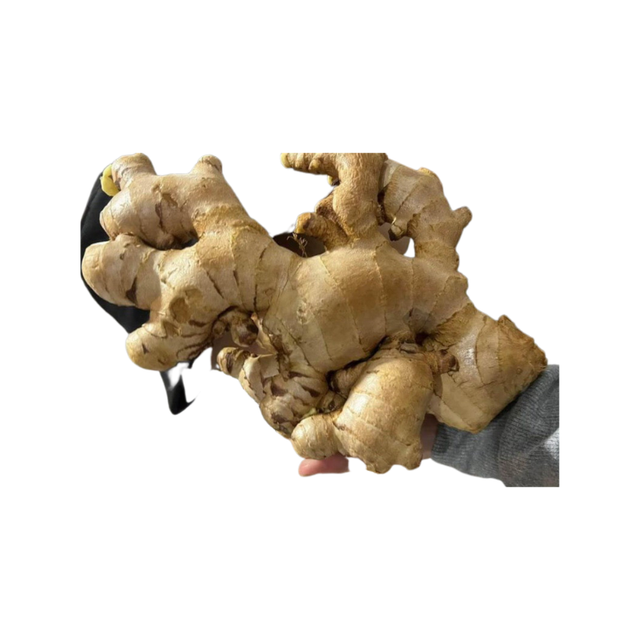 Ginger Export All Size Raw Fresh Using For Food Haccp Customized Packing Vietnam Manufacturer - Image 3