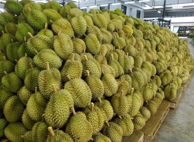 Best Selling Frozen Fresh Ri6/Monthong Durian in Vietnam 2023/ Competitive Price Frozen Fresh Durian – product photo 4, product detail gallery