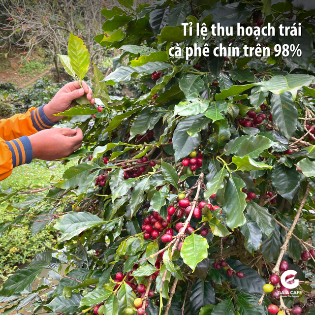 Traditional Robusta Vietnamese Coffee Buon Me Thuot Beans Honey Process Premium Quality Long shelf-Life - Image 3