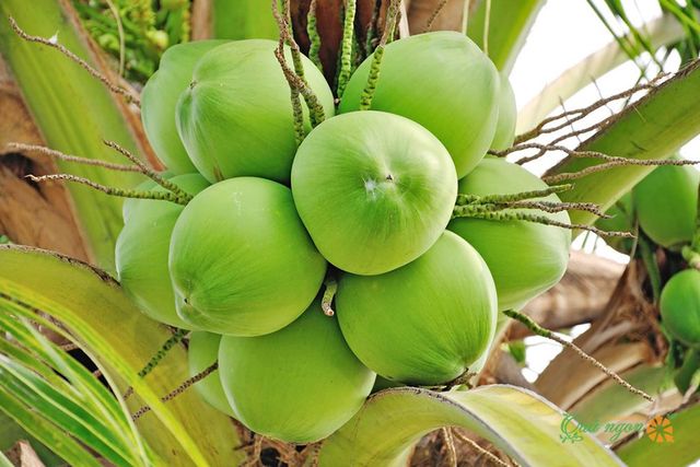 Rich in protein Volume 250 to 300 ml Per piece Fresh Young Coconuts With Diamond shape or polish shape - Image 5