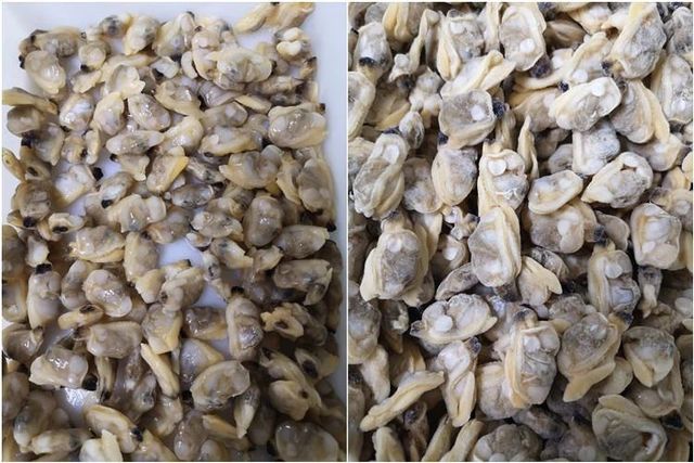 Vietnam Supplier Sale Frozen Clams Without Shell Frozen Natural Clam Meat for export Wholesales - Image 5
