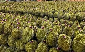 The Best Fresh Durian , Tropical Fruit, fresh durian fruit for sale Organic fruits, Durian freeze dried - Image 3