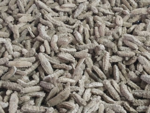 High quality sea cucumber price from manufacturer, dried sea cucumber rich nutrition wholesale - Image 5