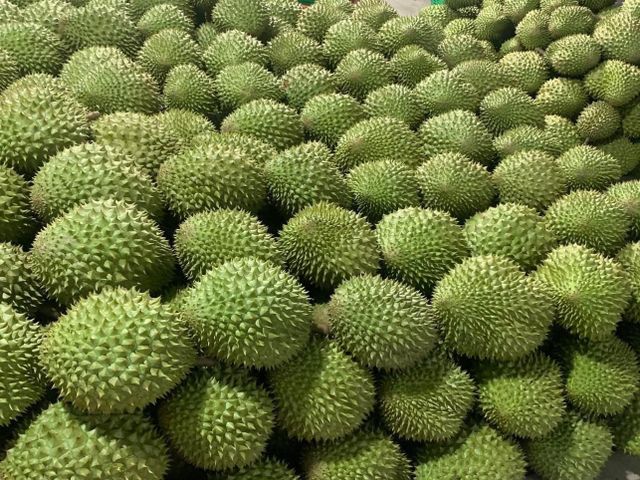 Wholesaler Fresh Durian Monthong Fresh Durian, Flesh Durians For Sale Organic Packed In Box Vietnam Manufacturer - Image 4