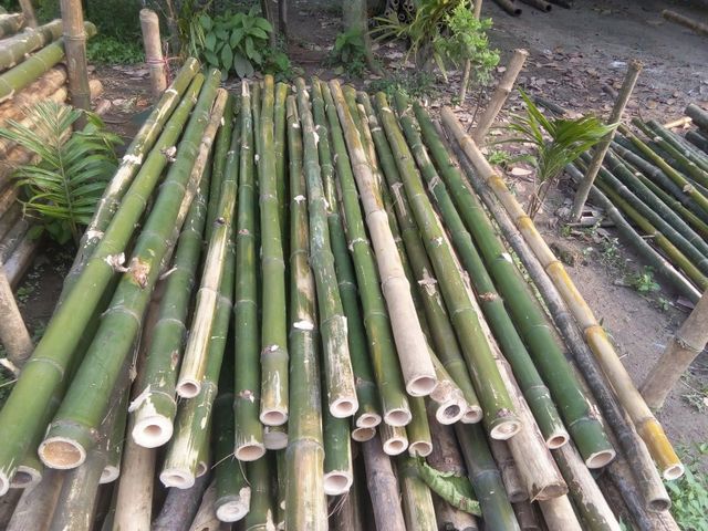 100% Natural bamboo Pole - Wholesale Bamboo pole Garden Support - Moso Bamboo Cane export worldwide - Image 4