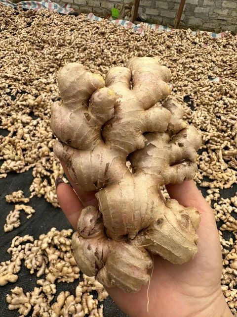 Ginger Price Rich Protein Fresh Food Haccp Customized Packing From Vietnam Manufacturer - Image 6