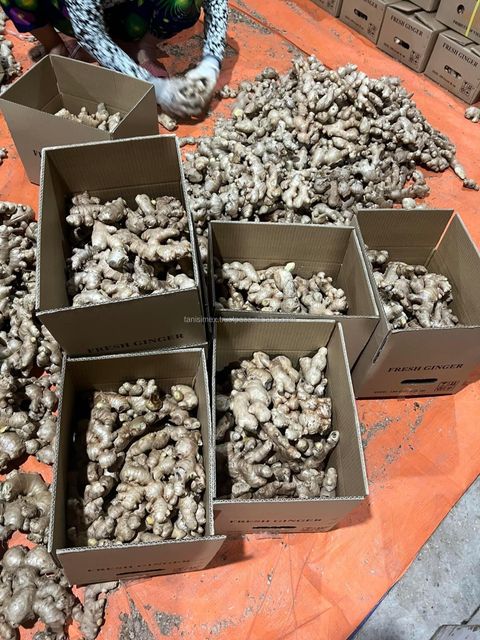 High Quality Fresh Air Dried Ginger For Dubai Market Cheap Price In Bulk - Image 4