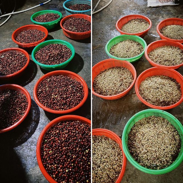 Unroasted Arabica Coffee Beans Wash Process Natural Flavor High Quality 18 Month Shelf Life from Di Linh Plateau of Vietnam – product photo 5, product detail gallery