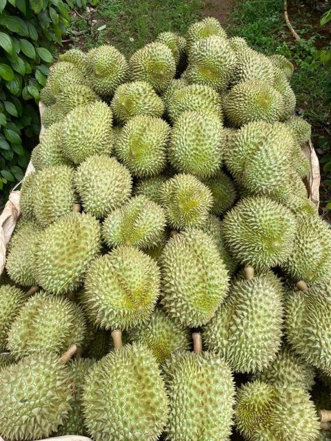 Wholesaler Fresh Durian Monthong Fresh Durians Organic Packed In Box Vietnam Manufacturer, King Durian - Image 3