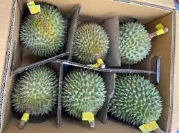 Wholesaler Fresh Durian Monthong Fresh Durians Organic Packed In Box Vietnam Manufacturer, King Durian Frozen Durian - Image 3
