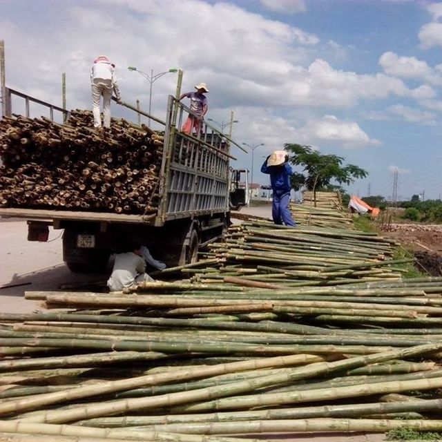 Straighten Bamboo poles sticks wholesale price Raw Bamboo Poles for Gardening and Decoration Bamboo Pole - Image 5