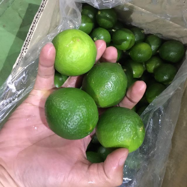 Fresh Seedless Lime High quality Green Seedless Lemon from Vietnam - Image 4