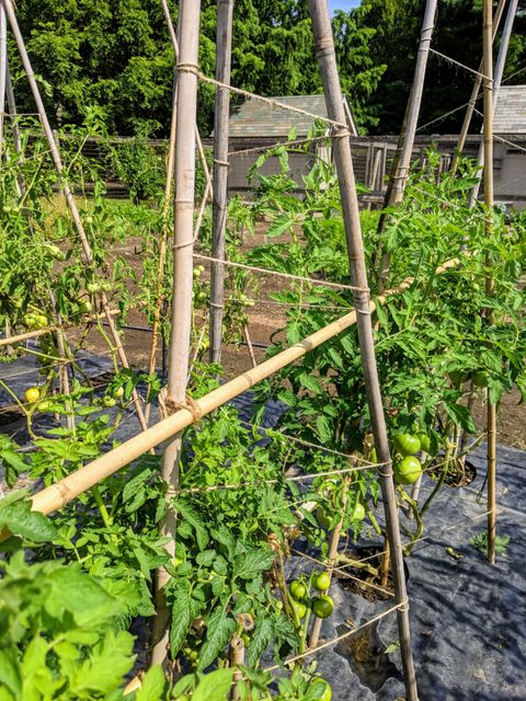 Wholesale bamboo Pole - Raw Bamboo pole outdoor Garden Support - Bamboo stake/pole/branch for sale - Image 3