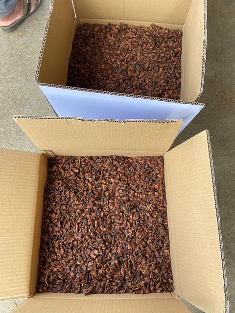Wholesale 2023 Low Price Star Anise Best Quality Spring Dried Star Anise Spices For Cooking - Image 4