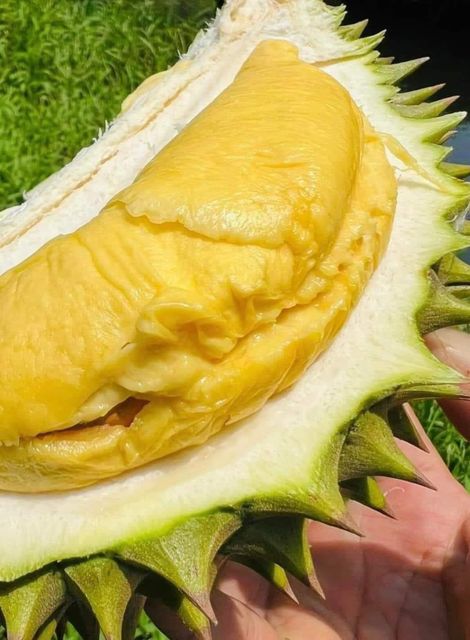 The Best Fresh Durian , Fresh durian malaysia, Fresh Durian fruit for sale Organic fruits Packing Box in Vietnam - Image 5