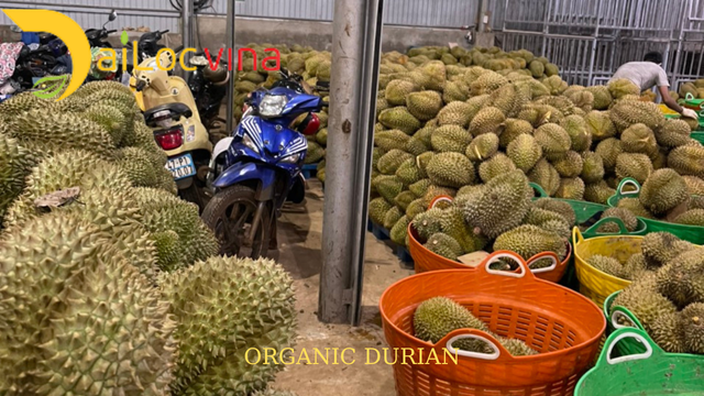 Fresh durian fruit - Monthong durian for export - Image 4