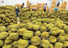 The Best Fresh Durian , Tropical Fruit, Vietnam Export products to China, Frozen Durian Fresh Durian Malaysia - Image 3