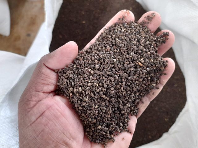 Black Pepper 500gl faq Spices Mixed Yellow Bag Top Vietnam Hot Style Packing Food Cooking Spice Herbs Weight Form Pepper Powde - Image 3