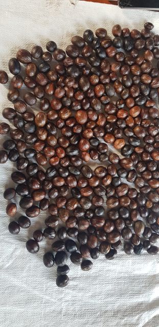 Nutmeg Wholesale High Quality Spice Dried Mace Nutmeg Factory Price Cardamom Whole Nutmeg Sale - Image 3