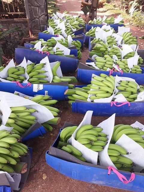 TOP-GRADE ORGANIC FRESH CAVENDISH BANANA FROM VIETNAM – product photo 3, product detail gallery