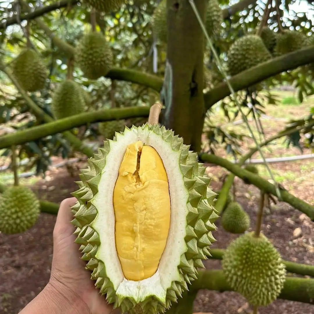 The Hot Fresh Durians ,Flesh Durian Malaysia, Fresh Durian fruit for sale Organic fruits Packing Box in Vietnam - Image 6