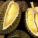 Wholesaler Fresh Durian Monthong, Fresh durians , Fresh Fruit For Sale Organic Packed In Box Vietnam Manufacturer - Image 4