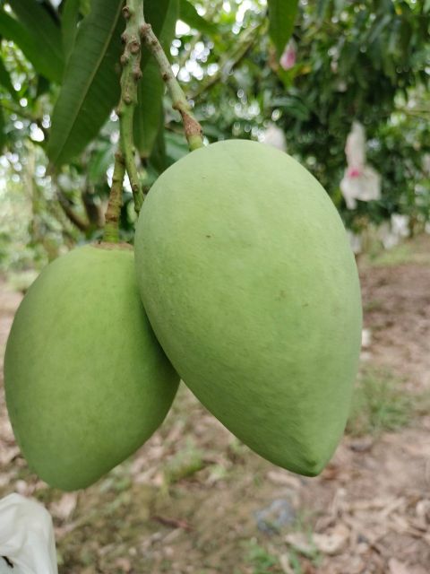 High Quality Fresh Mango Fresh Fruit Frozen Fruits Fresh Mangos Packing Box In VietNam Export Fruit - Image 6
