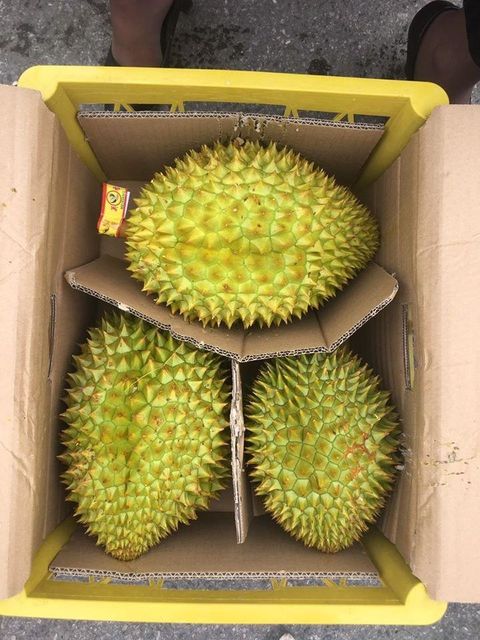 Wholesale Sweet savory and creamy taste strong smell Brix 20% Ri 6 Monthong Fresh Durian From Vietnam - Image 4