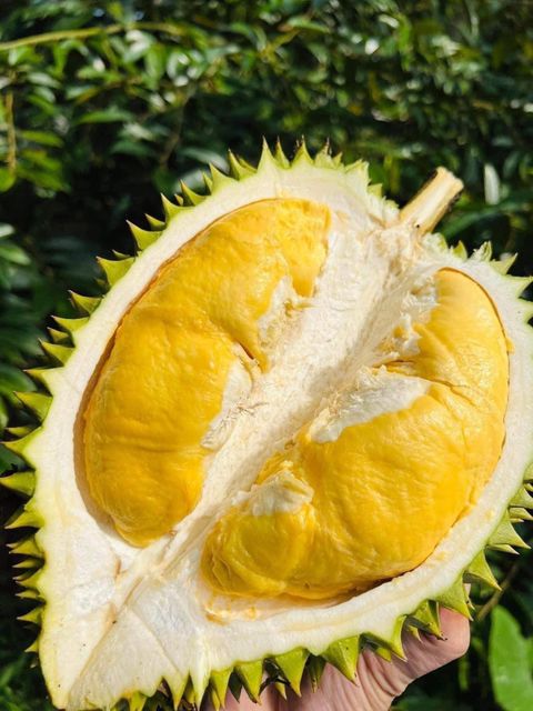 The Best Fresh Durian , Tropical Fruit, Vietnam Export products to China, Thailand, Malaysia, Turkey - Image 4