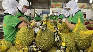 Wholesaler Fresh Durian Monthong Fresh Durians Organic Packed In Box Vietnam Manufacturer, King Durian Frozen Durian - Image 4