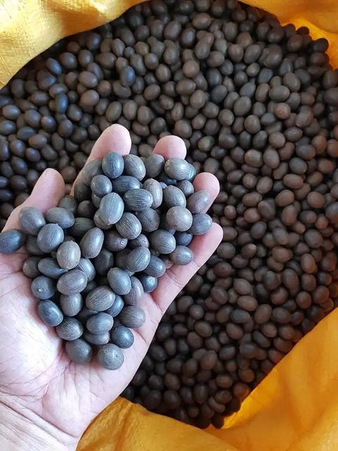 Vietnam dried lotus seeds cleaned grade cheapest prices Shelf Life 2 Model Number 01 Address Vietnam Content lotus seed Ingredients lotus - Image 4