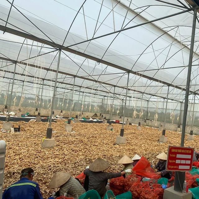 New 2023 Crop Vietnam Fresh Ginger Vietnam Spices Old Ginger 250g Ready For Delivery OEM Service - Image 4