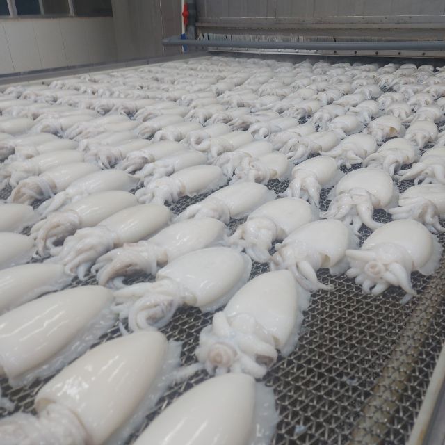 BEST PRICE Frozen Cuttlefish high quality OEM Packing for buyers | cuttlefish frozen big sizes wholesales - Image 4