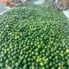 Special Item Lime Without Seed, Lime Organic, Lime Fruit, Limon ,Fresh fruit, Seedless Fruit - Image 5