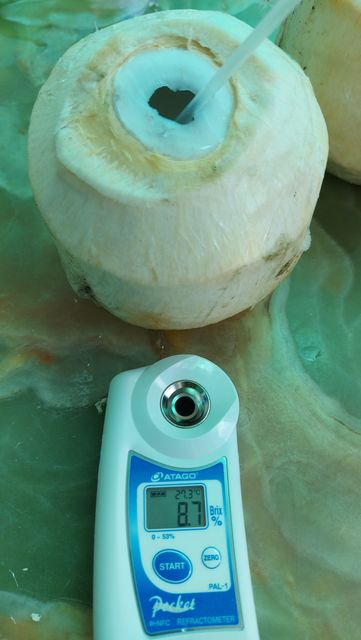 Fresh young coconut Brix 7 - 9 high quality origin Ben Tre Viet Nam export products 100% natural sweet coconut - Image 5