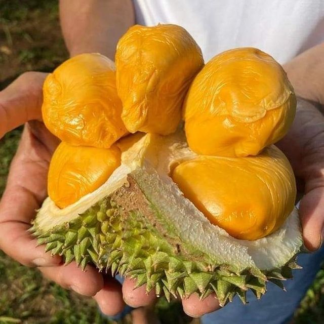 Best Selling Frozen Fresh Ri6/Monthong Durian in Vietnam 2023/ Competitive Price Frozen Fresh Durian – product photo 6, product detail gallery