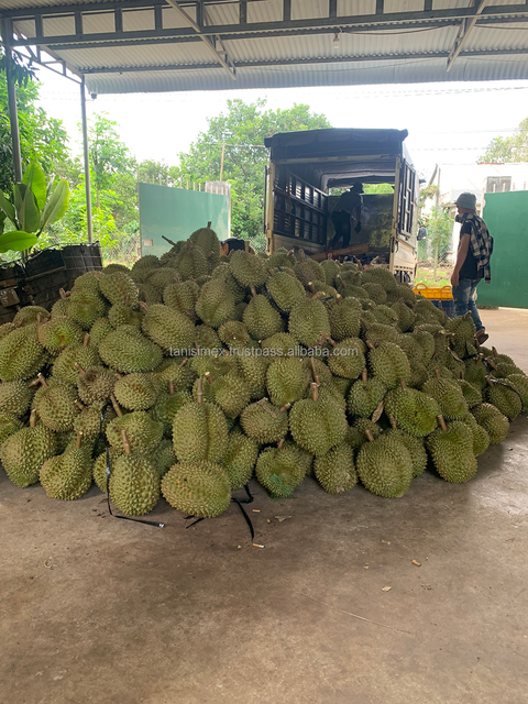 Wholesale price for Fresh Durian Fruit from Vietnam High quality Fresh Fruit Durian - Image 5