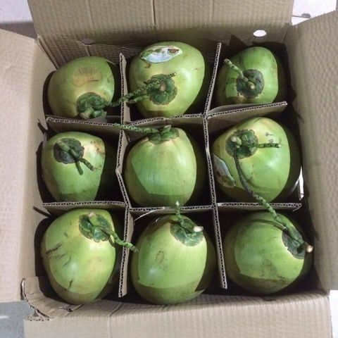 Rich in protein Volume 250 to 300 ml Per piece Fresh Young Coconuts With Diamond shape or polish shape - Image 6