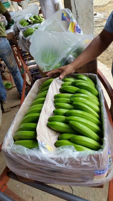 CERTIFIED ORGANIC BANANAS - YOUR TRUSTED B2B PARTNER FOR QUALITY - Image 3